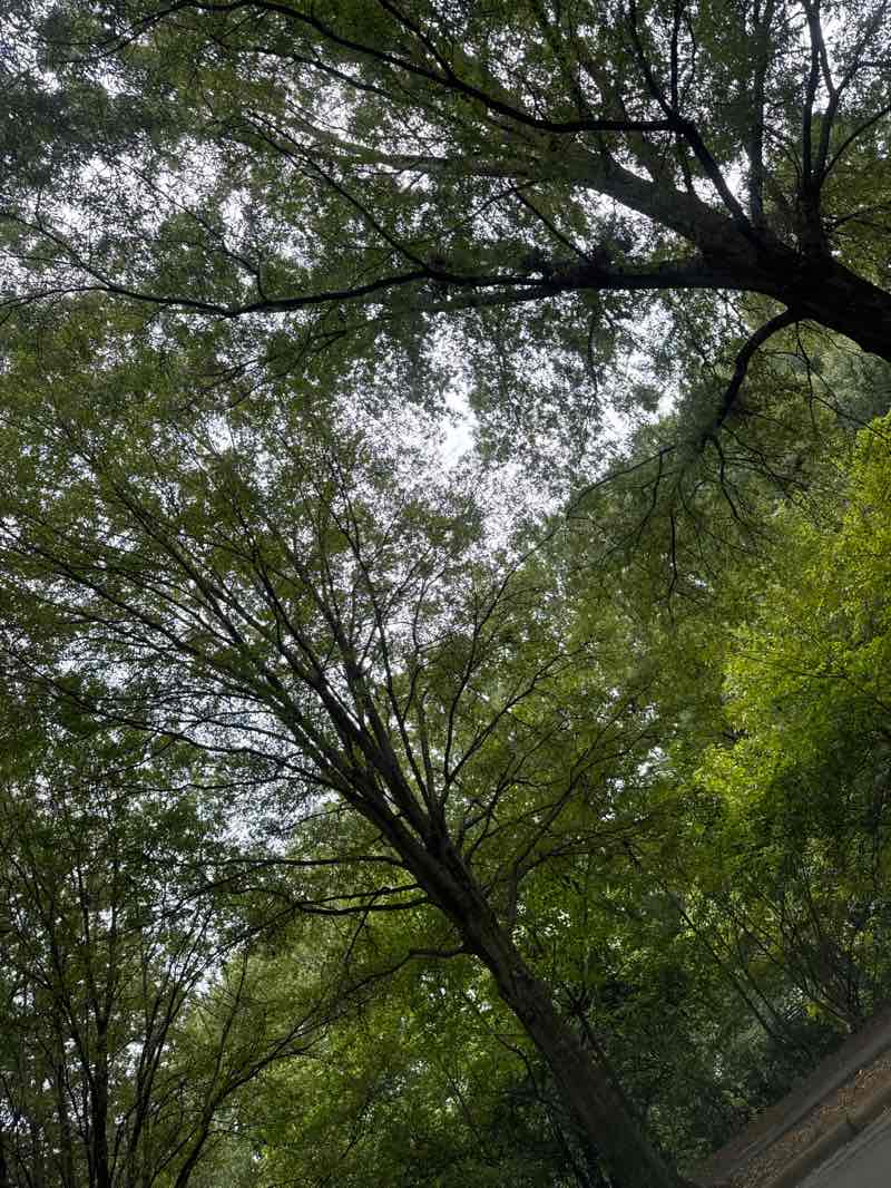 walking near me in Freedom Park in autumn