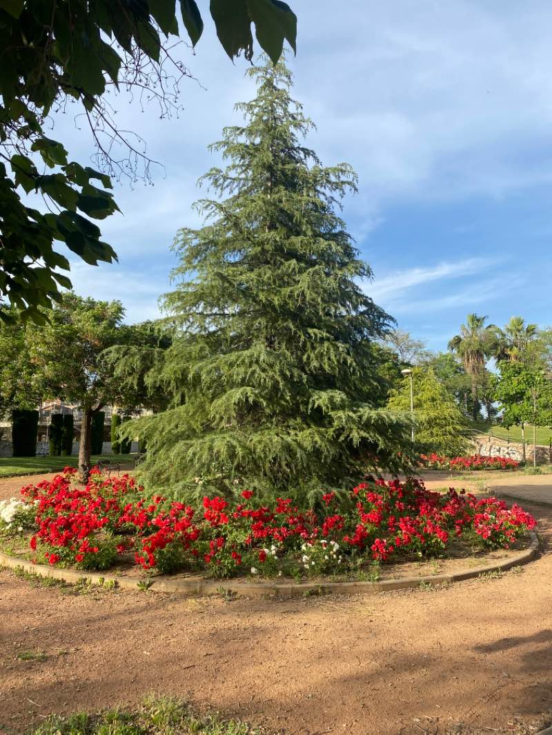 walking near me in Paseo de Córdoba in winter