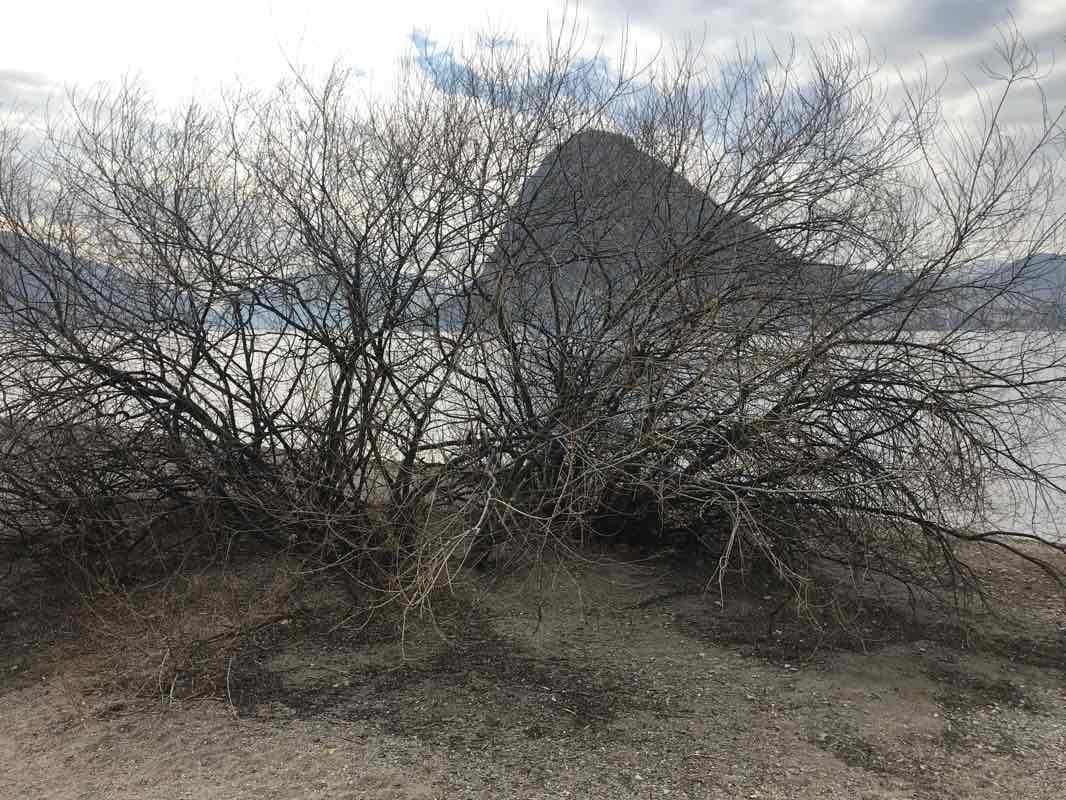 walking near me in Parco Villa Saroli in winter