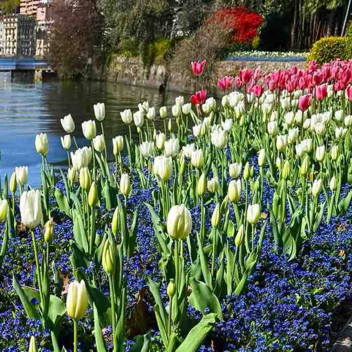 Giuliano 🇨🇭🖤💙🇨🇭 post 3