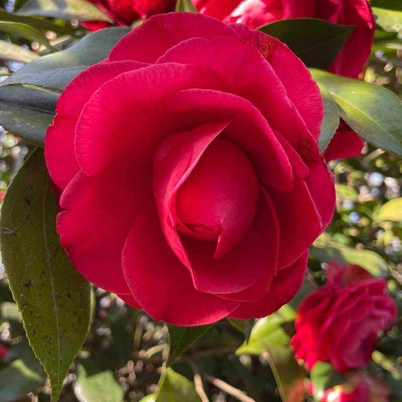 Giuliano 🇨🇭🖤💙🇨🇭 post 2