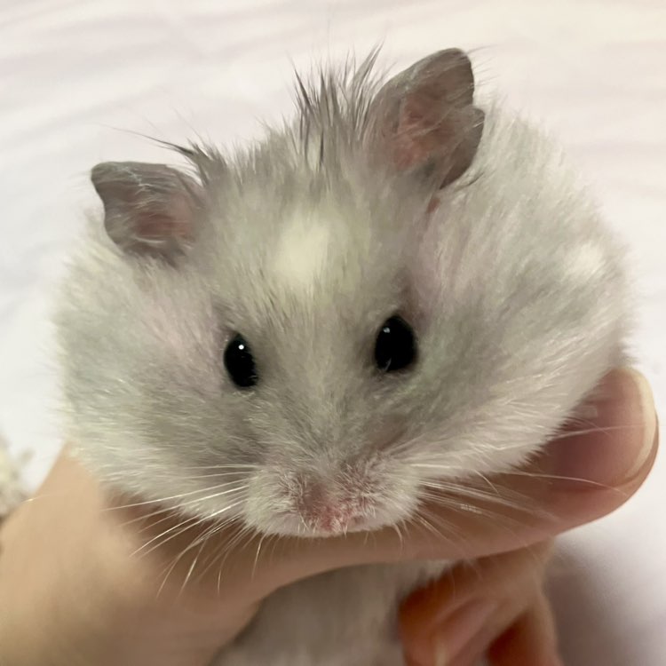 채채