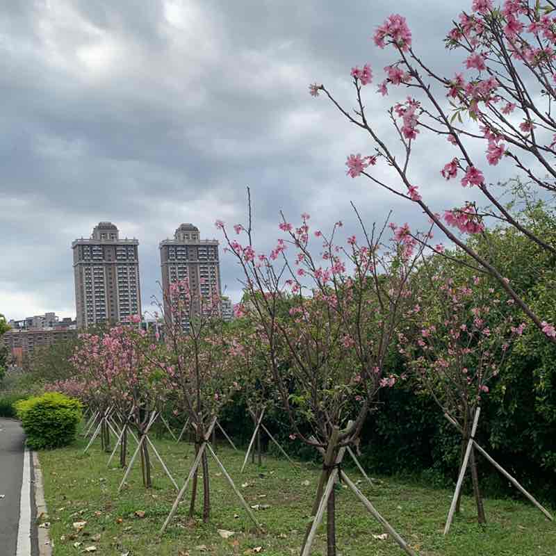 隨意行走 Jase post image