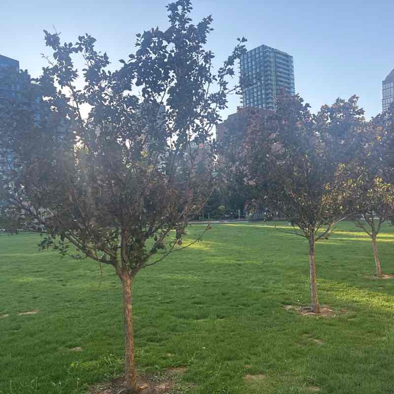 Vincenzo-YYC post 1