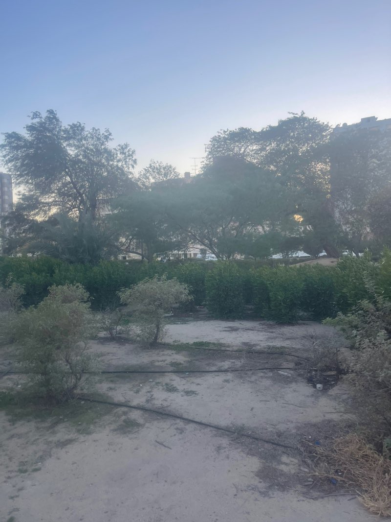 walking near me in Abu Halifa Park in winter