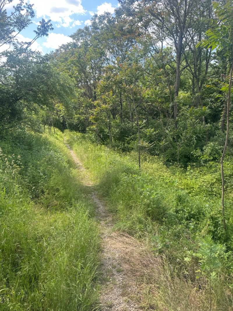 walking near me in Myron Hopewell Memorial Park in summer