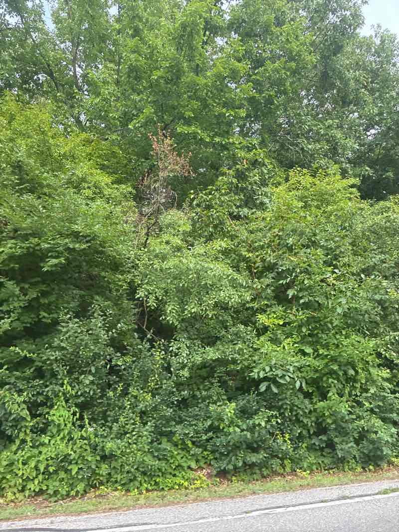 walking near me in Pearson Metropark in summer