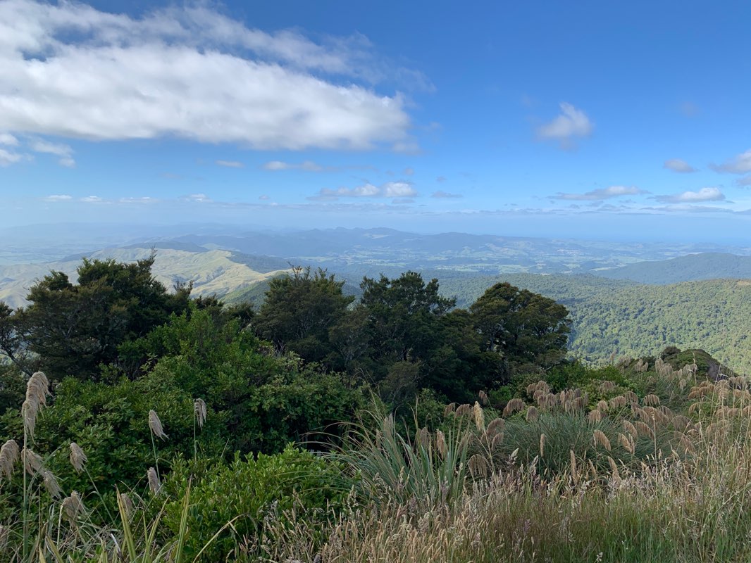 walking near me in Te Aroha Domain in summer