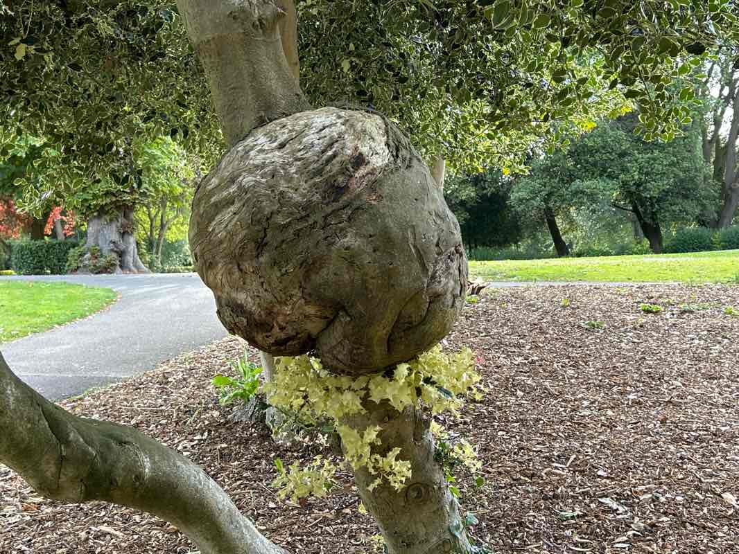walking near me in Saint Patrick's park in winter