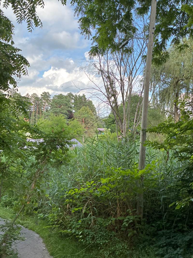 walking near me in Clio Park in summer