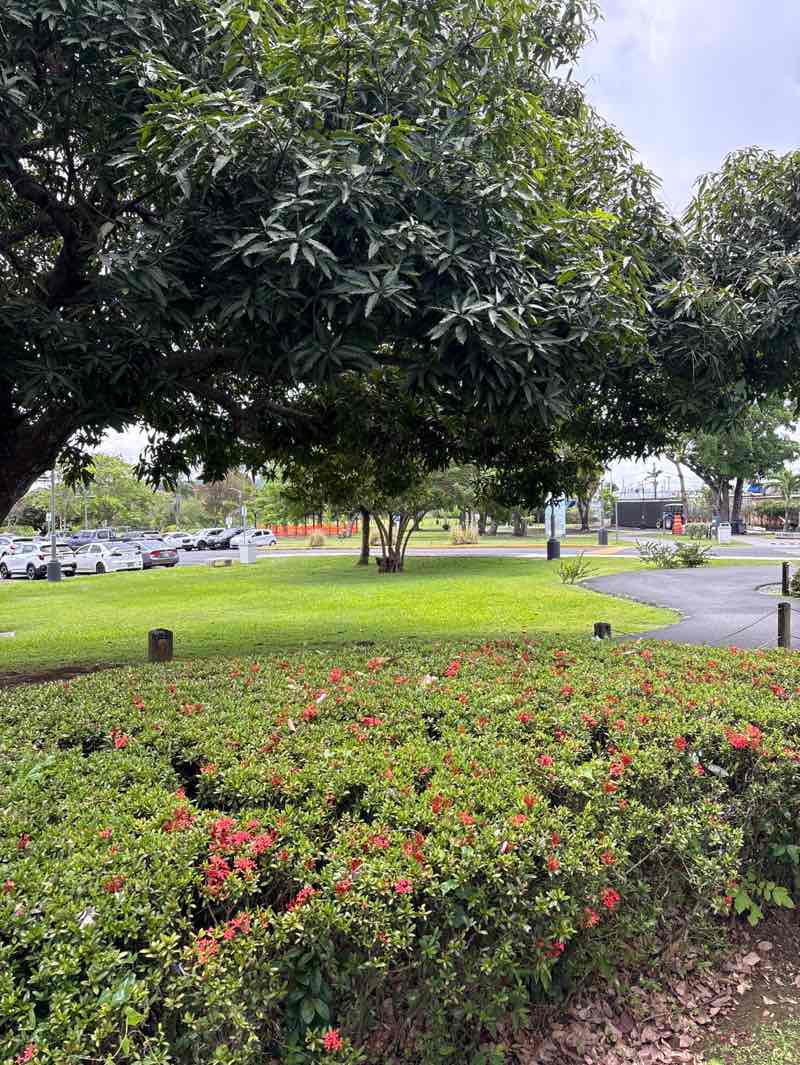 walking near me in Paseo Lineal Río Bayamón in spring