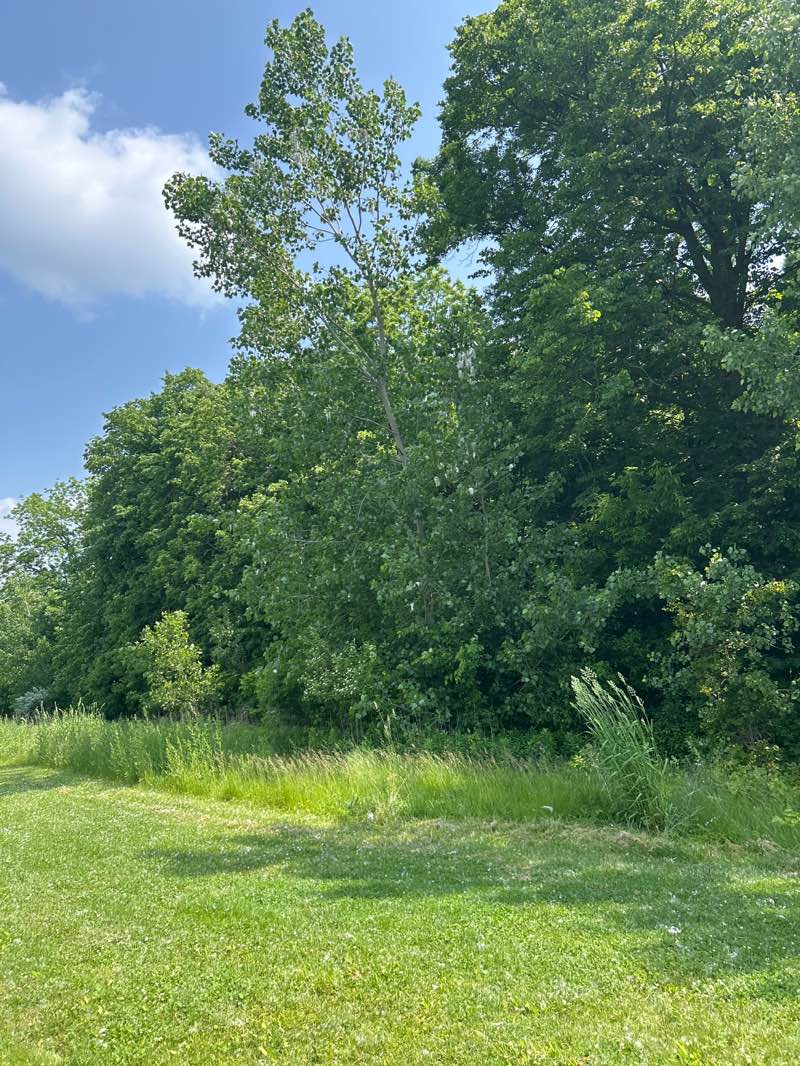 walking near me in Independence Park in summer