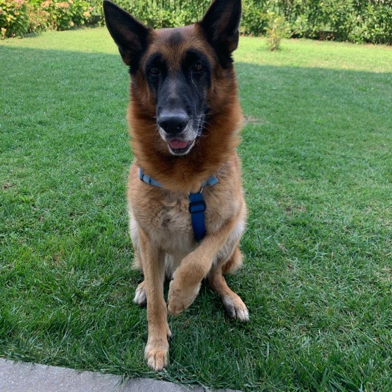 Giacomo