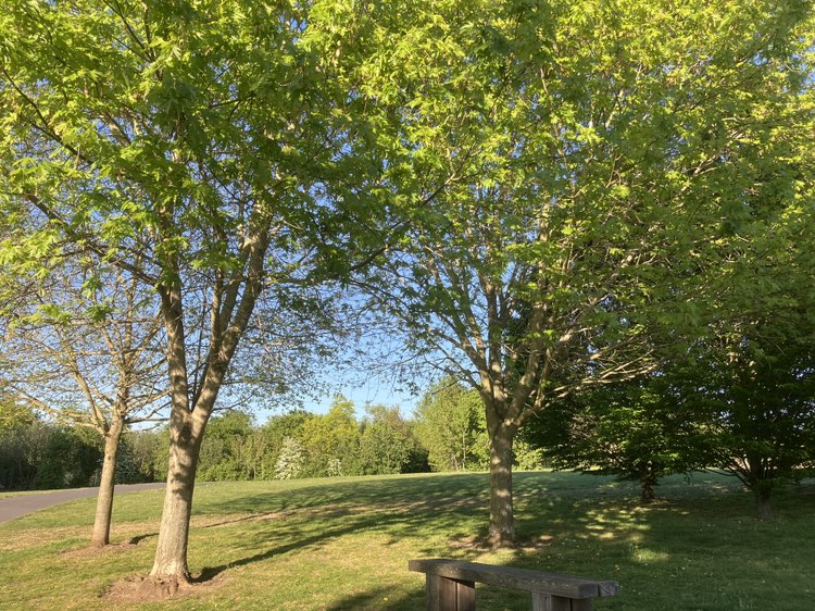 walking near me in Mayflower Park in spring