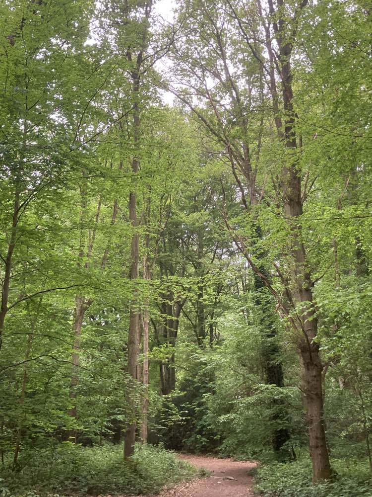 walking near me in Claygate Common in spring