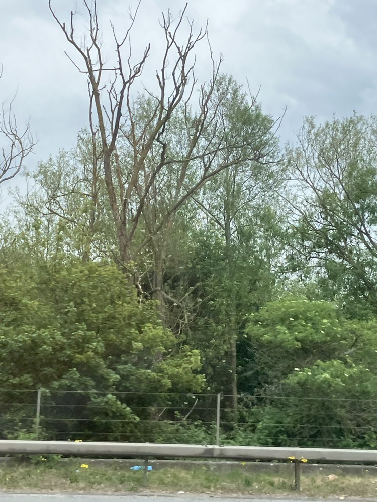 walking near me in Thorney Country Park in spring