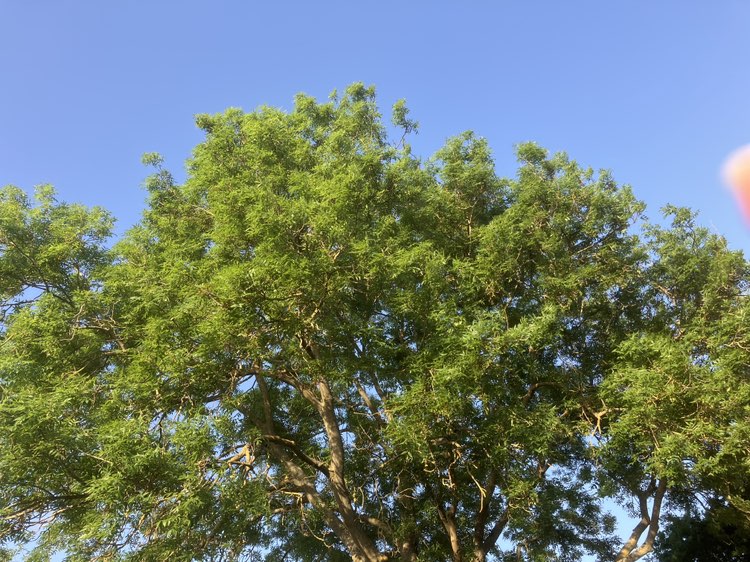 walking near me in Alex Gurteen Recreation Ground in summer