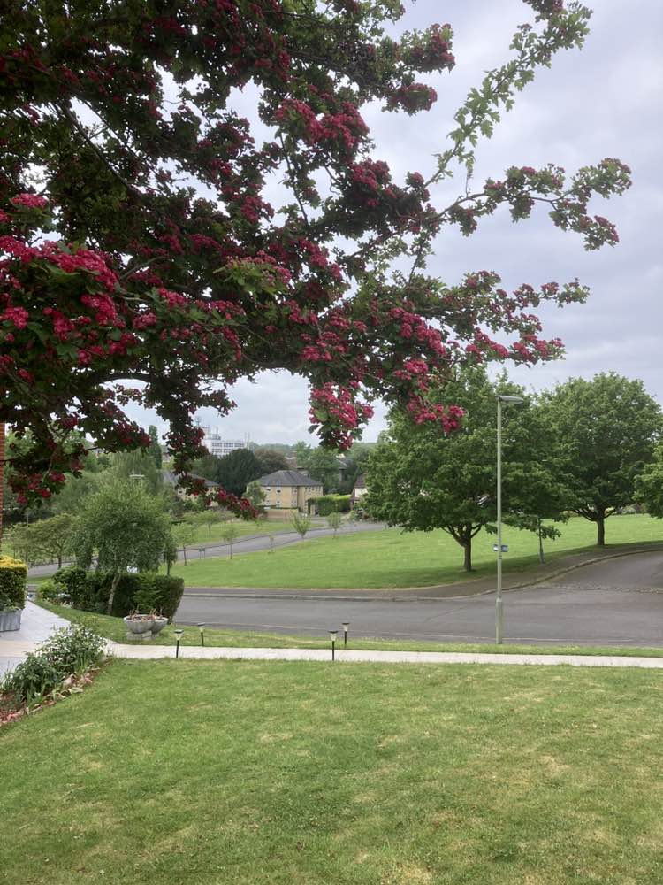 walking near me in Abela Green in spring