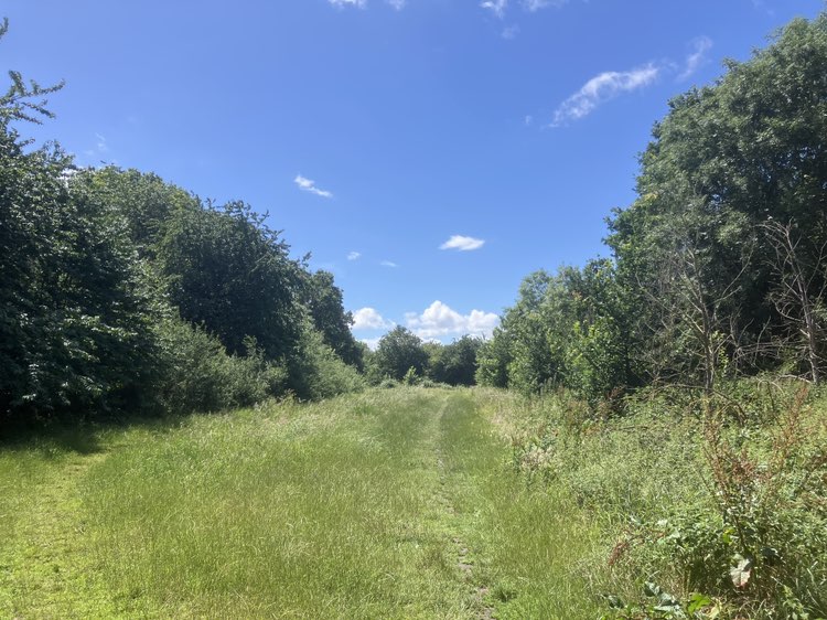 walking near me in Long Meadow in summer
