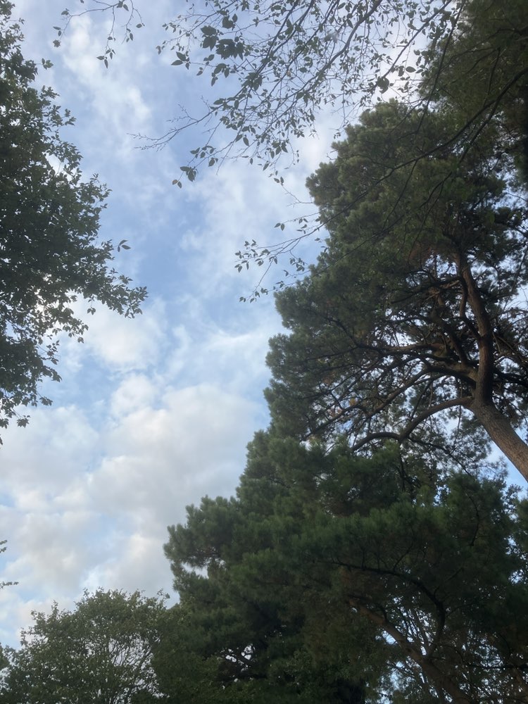 walking near me in Shadbolt Park in summer