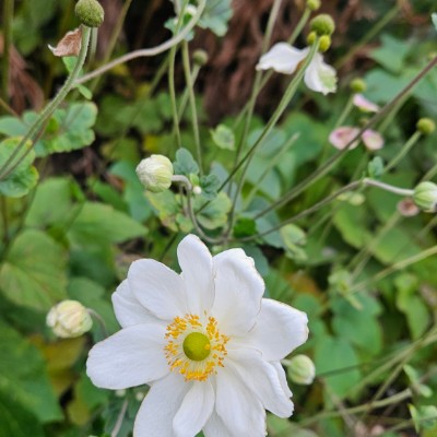 🇮🇳INDIA 🇮🇳WALKERS🇮🇳 🇮🇳INDIA 🇮🇳WALKERS🇮🇳 post image