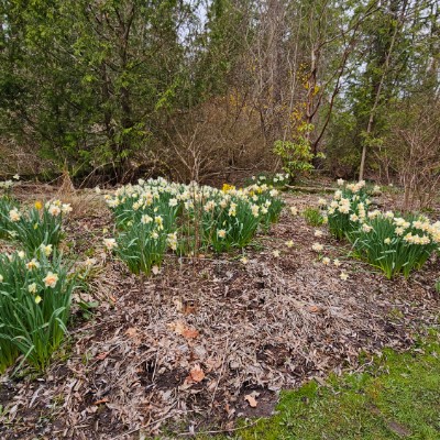 🌿NATURE WALKS🌿 🌿NATURE WALKS🌿 post image