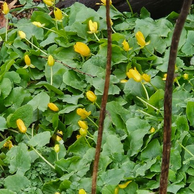 🪻SPRING WALTZ🪻 🪻SPRING WALTZ🪻 post image