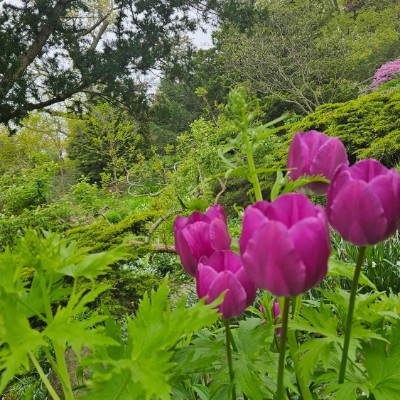 💐MAY FLOWERS💐 💐MAY FLOWERS💐 post image