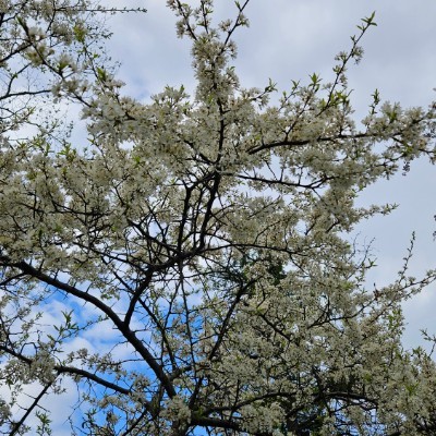 🌸CHERRY BLOSSOMS🌸 🌸CHERRY BLOSSOMS🌸 post image