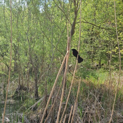 🌿SLOW WALKS🌿 🌿SLOW WALKS🌿 post image