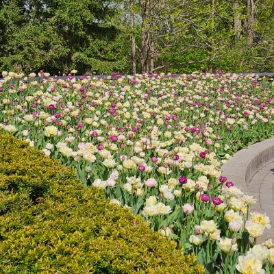 🌷FRIENDS WALKING🌷 🌷FRIENDS WALKING🌷 post image