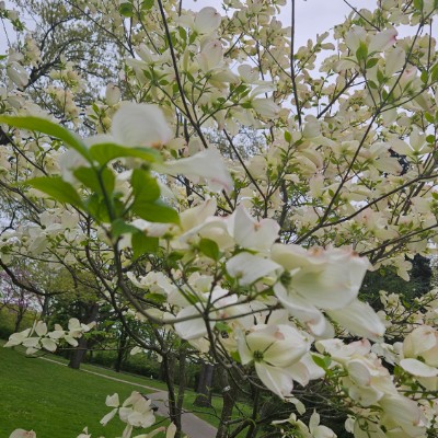 💐MAY FLOWERS💐 💐MAY FLOWERS💐 post image