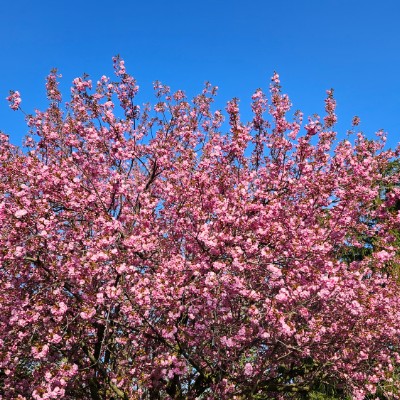 🌸CHERRY BLOSSOMS🌸 🌸CHERRY BLOSSOMS🌸 post image