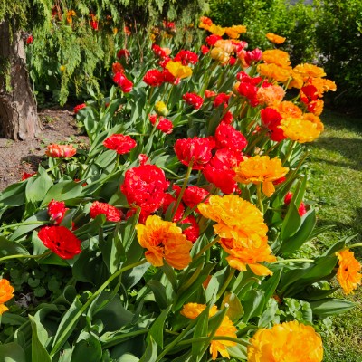 🌿💓SPRING SEASON💓🌿 🌿💓SPRING SEASON💓🌿 post image