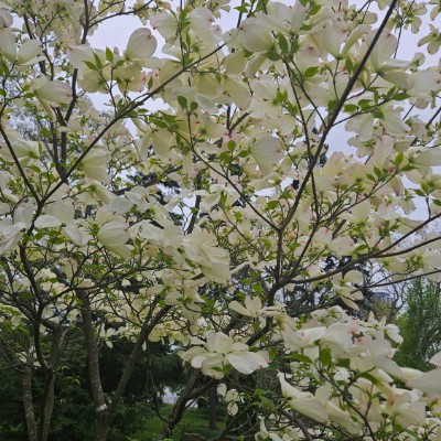 💐MAY FLOWERS💐 💐MAY FLOWERS💐 post image