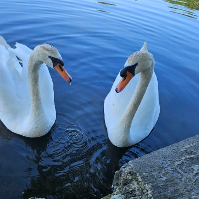 🦢SWANS LOVERS 🦢 🦢SWANS LOVERS 🦢 post image