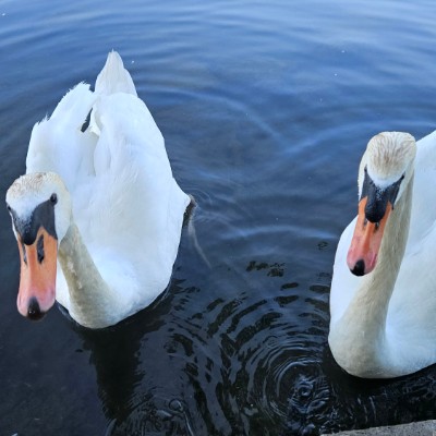 🦢SWANS LOVERS 🦢 🦢SWANS LOVERS 🦢 post image