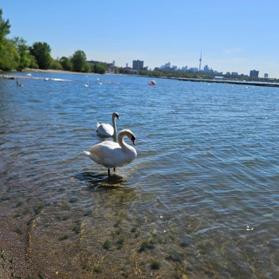 🦢SWANS LOVERS 🦢 🦢SWANS LOVERS 🦢 post image