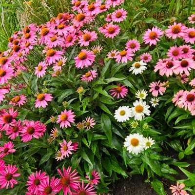 💯EVERYDAY WALKS💯 💯EVERYDAY WALKS💯 post image