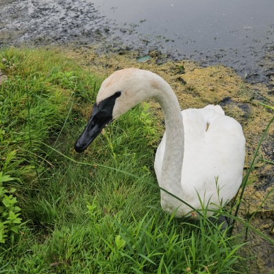 🦢SWANS LOVERS 🦢 🦢SWANS LOVERS 🦢 post image