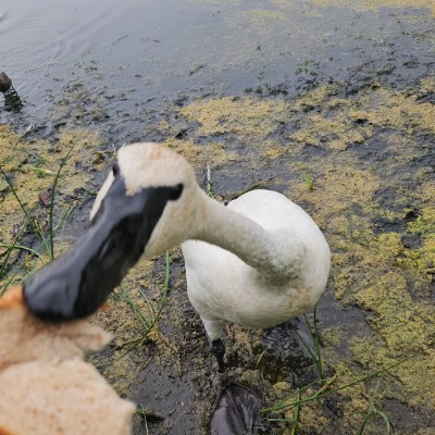 🦢SWANS LOVERS 🦢 🦢SWANS LOVERS 🦢 post image