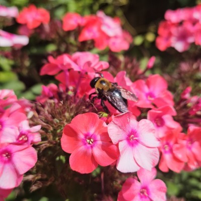 🌸😎AWESOME TEAM😎🌸 🌸😎AWESOME TEAM😎🌸 post image