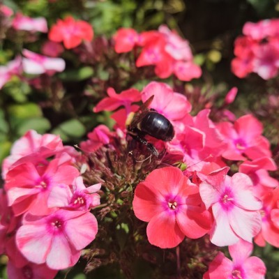 🌸😎AWESOME TEAM😎🌸 🌸😎AWESOME TEAM😎🌸 post image