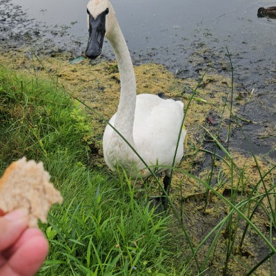 🦢SWANS LOVERS 🦢 🦢SWANS LOVERS 🦢 post image