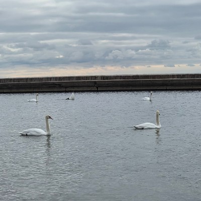 ✨️FUN TIMES✨️ ✨️FUN TIMES✨️ post image