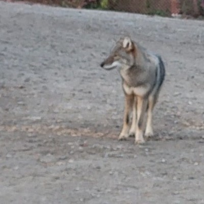 🐺Wolves  walkers🐺 🌄SUNSHINE🌄 post image