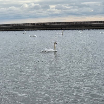 ✨️FUN TIMES✨️ ✨️FUN TIMES✨️ post image