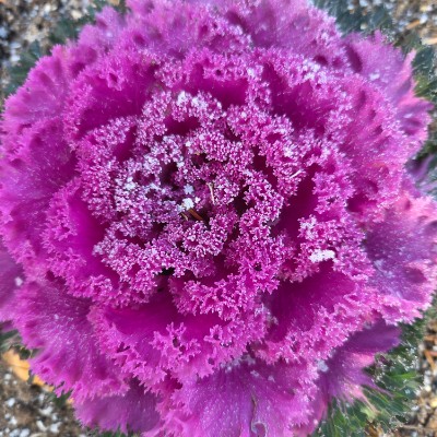 🦜BIRDWATCHERS🦜 🦜BIRDWATCHERS🦜 post image