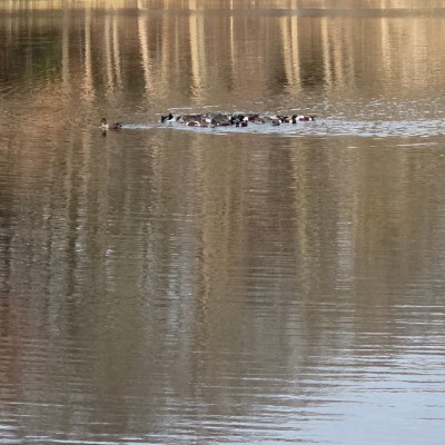 🦜BIRDWATCHERS🦜 🦜BIRDWATCHERS🦜 post image