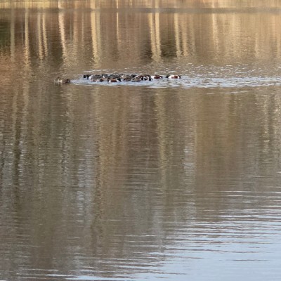 🦜BIRDWATCHERS🦜 🦜BIRDWATCHERS🦜 post image